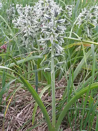 Птицемлечник Буше. Общий вид растения
