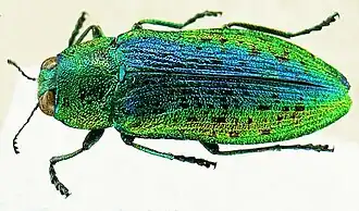 Ovalisia (Scintillatrix) rutilans