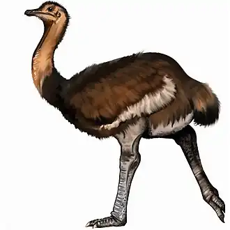 Struthio dmanisensis