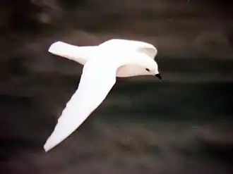 Снежный буревестник в полёте над морем Росса