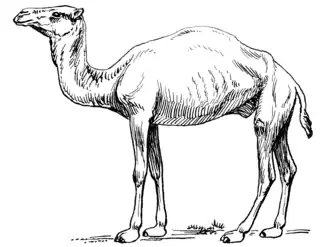 Паракамелюс