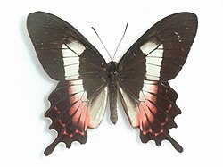 Parides ascanius