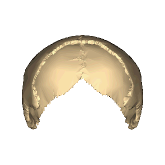 Теменная кость, анимация