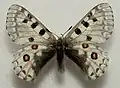 Parnassius epaphus abruptus