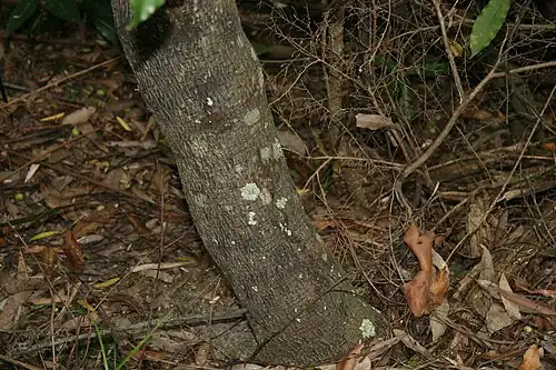 Ствол и кора