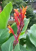 Canna indica