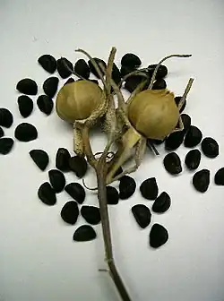 Плоды с семенами