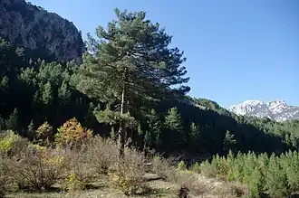 Общий вид растения в городе Позанты, район Белемедик[англ.]