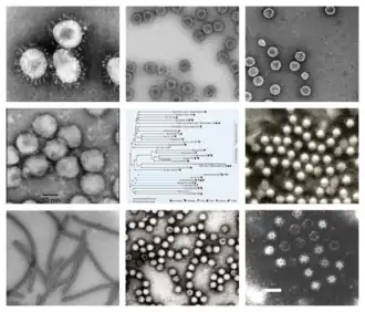 По часовой стрелке сверху слева: ПЭМ птичьего коронавируса, Penicillium stoloniferum, пикобирнавируса, вируса полиомиелита, калицивирус, астровируса, вирус оспы сливы, Nam Dinh. В центре: филогенетическое древо типа «Pisuviricota»