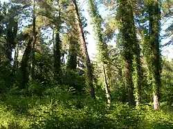 Пицундская реликтовая роща