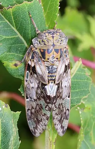 Platypleura kaempferi