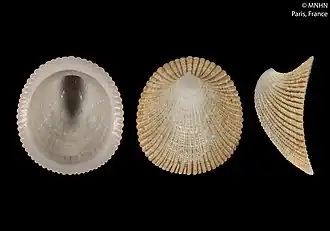 Раковина Plesiothyreus cytherae