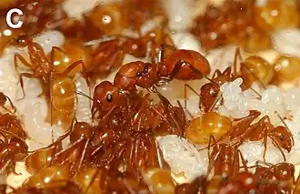 Polyergus montivagus