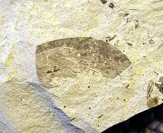 Polystoechotites falcatus