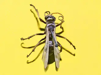 Batozonellus lacerticida