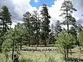 Лесной массив, главной лесообразующей породой которого является Pinus ponderosa, в районе «Лесные озёра» (англ. Forest Lakes) в штате Аризона