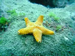 Poraniella echinulata