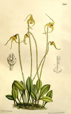Porroglossum muscosumБотаническая иллюстрация из издания Curtis's Botanical Magazine, 1899 г.