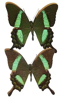 Papilio palinurus