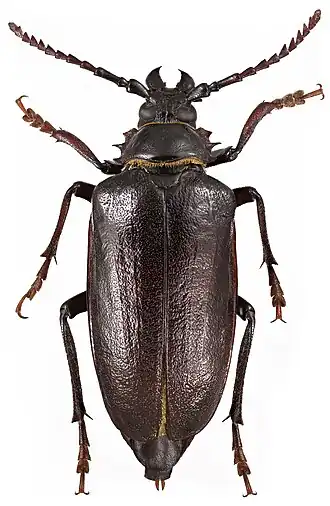 Самка Prionus coriarius