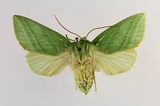 Челночница зелёная