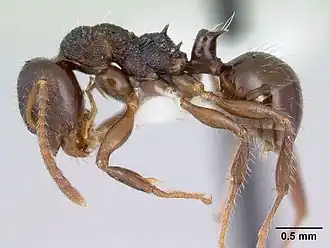 Муравей Pseudonotoncus hirsutus