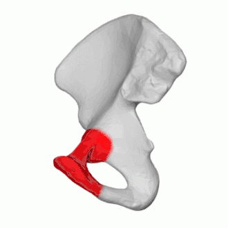 Правая лобковая кость, обозначена красным