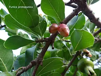 Гранат сокотранский