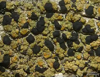 Пикнора жёлтоорешковая (Pycnora xanthococca)