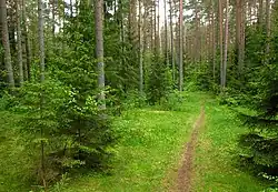 Сосняк Вынси