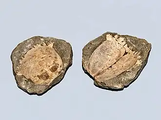 Ископаемый вид Ranina speciosa