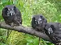 Молодые мохноногие сычи