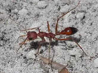 Красный муравей-бульдог