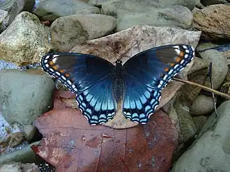 Самец подвида astyanax