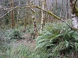 Вблизи реки на побежье Орегона