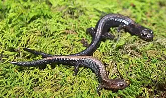 Скальная саламандра (вверху) и красноспинная саламандра (внизу)