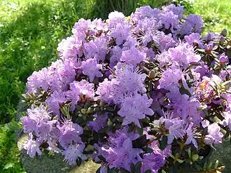 Rhododendron impeditum