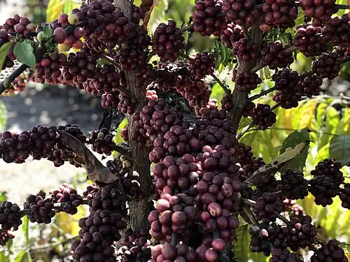 Ягоды робусты на ветках