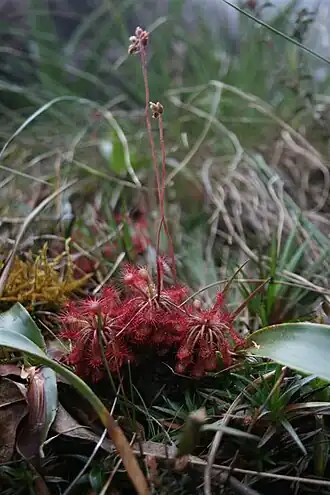 Росянка рораймская