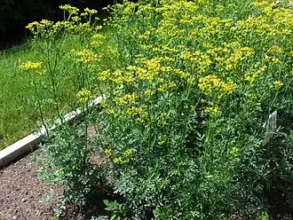 Рута душистая