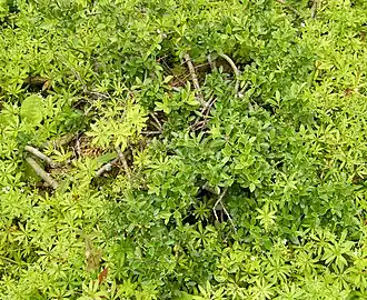 Ива деревцевидная, окружённая подмаренником душистым