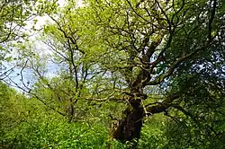 Дубы Самули весной