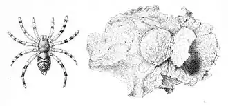 Паук Sason robustum