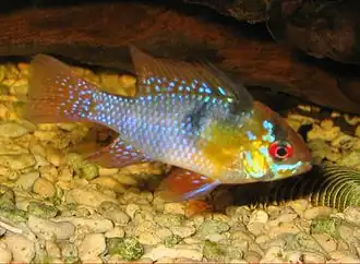 Mikrogeophagus ramirezi