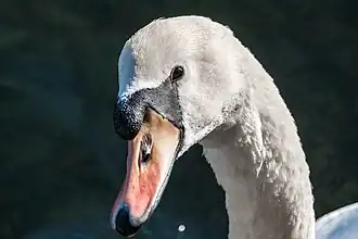 Лебедь шипун