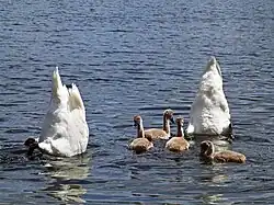 Лебединая пара