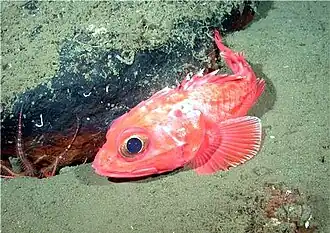 Аляскинский шипощёк