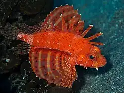 Dendrochirus brachypterus