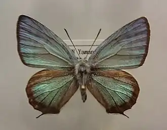 Sibataniozephyrus