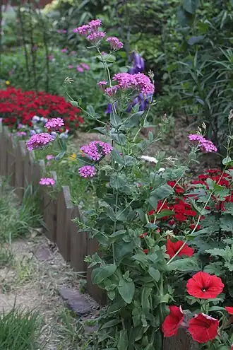 Зоречка армериевидная (Atocion armeria)